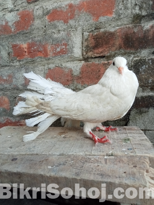 Lakha pigeon